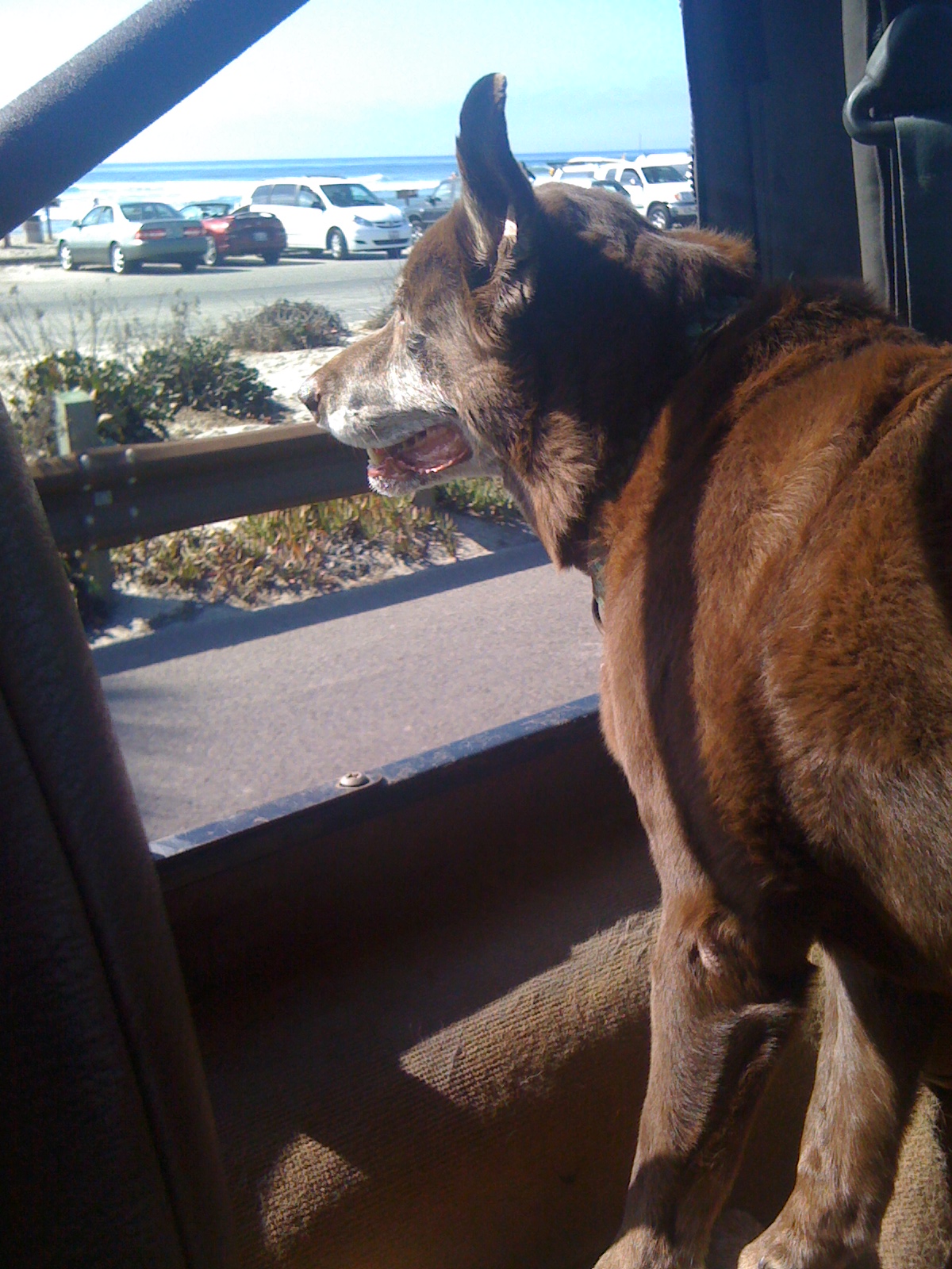 Lola dog traveling pet