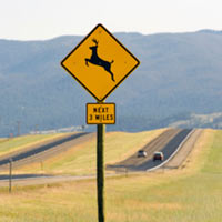 How To Cover Accidents With Wildlife Through Car Insurance 912