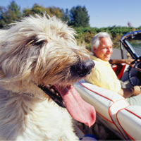 Traveling With Your Pet Traveling With Your Pet