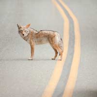 Wildlife on the Road